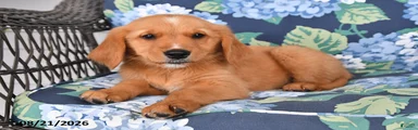 Penny