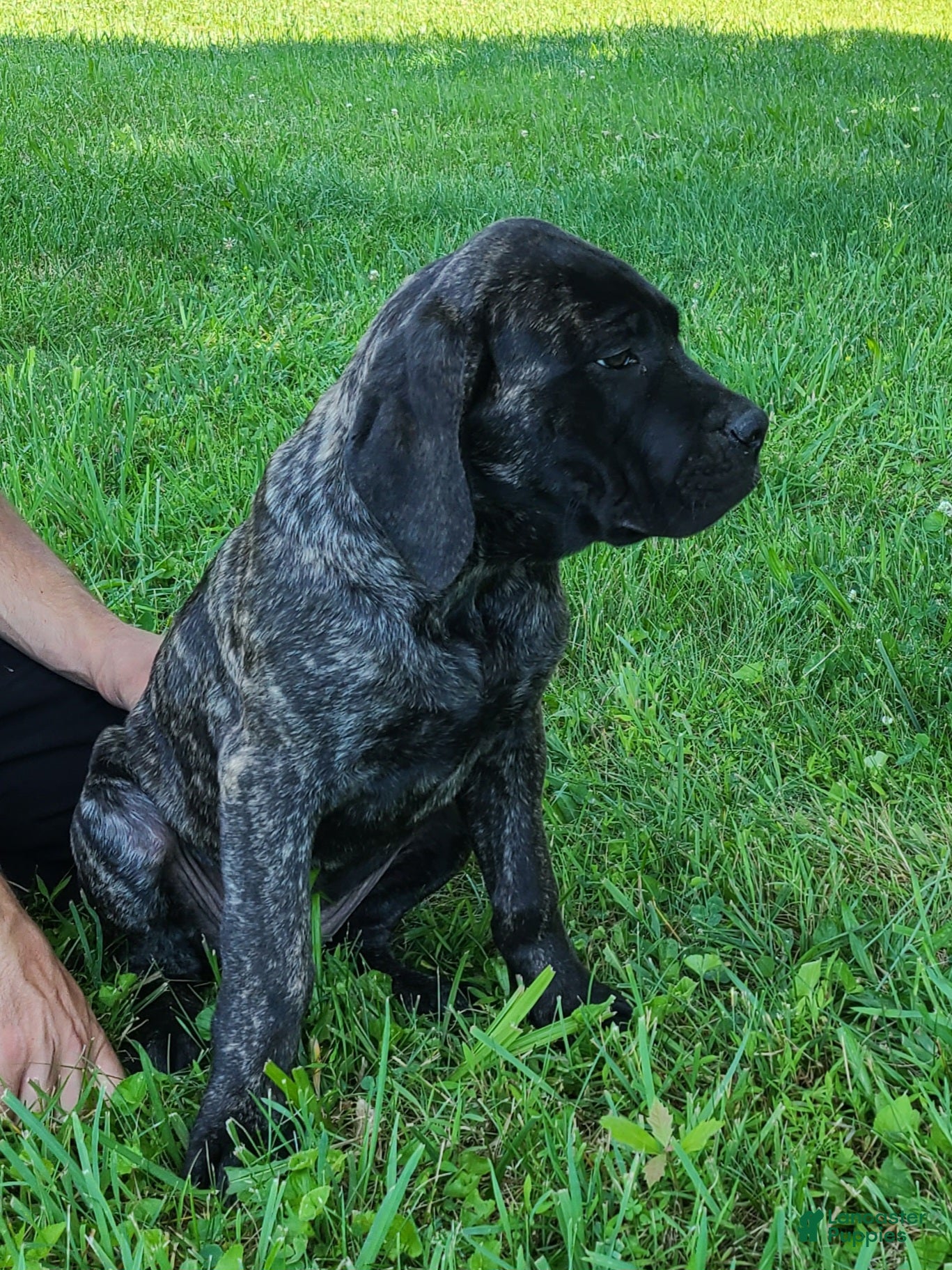 English Mastiff dogs Faith - Ad 1