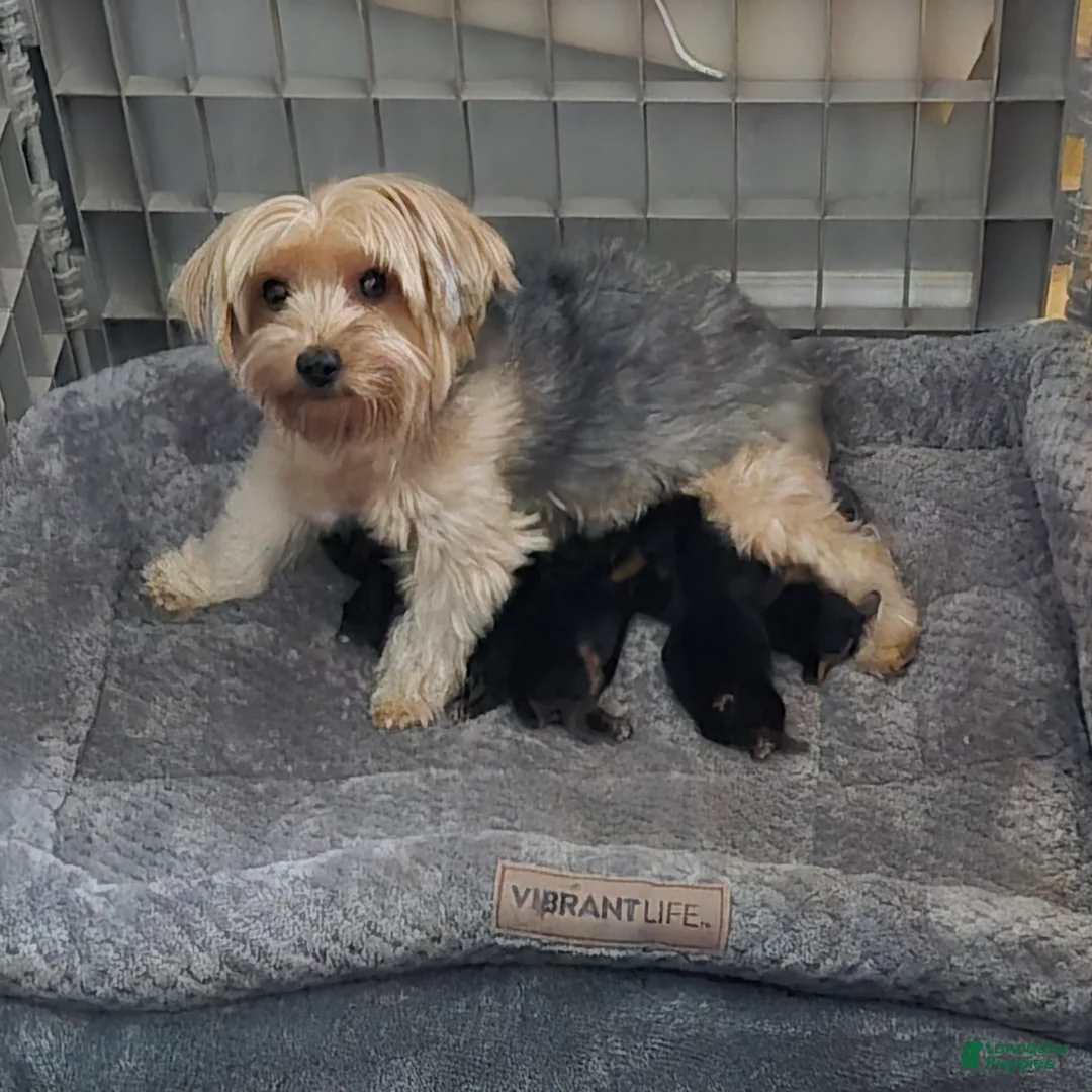Yorkshire Terrier dogs for sale: Yorkshire Terrier 3 - Ad 1