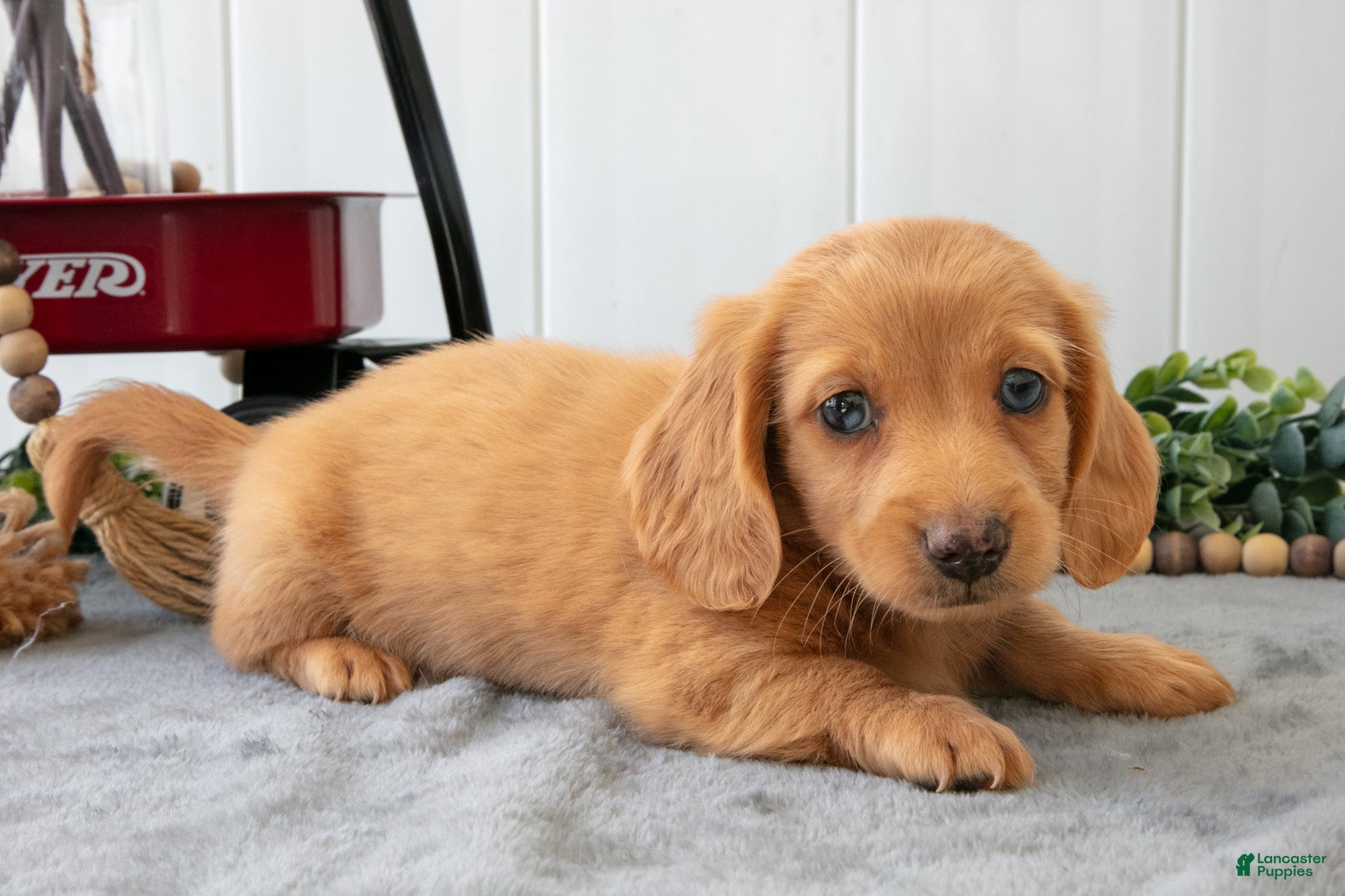 Miniature Dachshund dogs Murphy - Ad 2