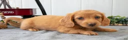 Miniature Dachshund dogs for sale: Murphy - Ad 2