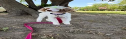 Miniature Poodle dogs for sale: Akc Clear 🧬 Tested Chocolate Phantom Parti 🩷 - Ad 6