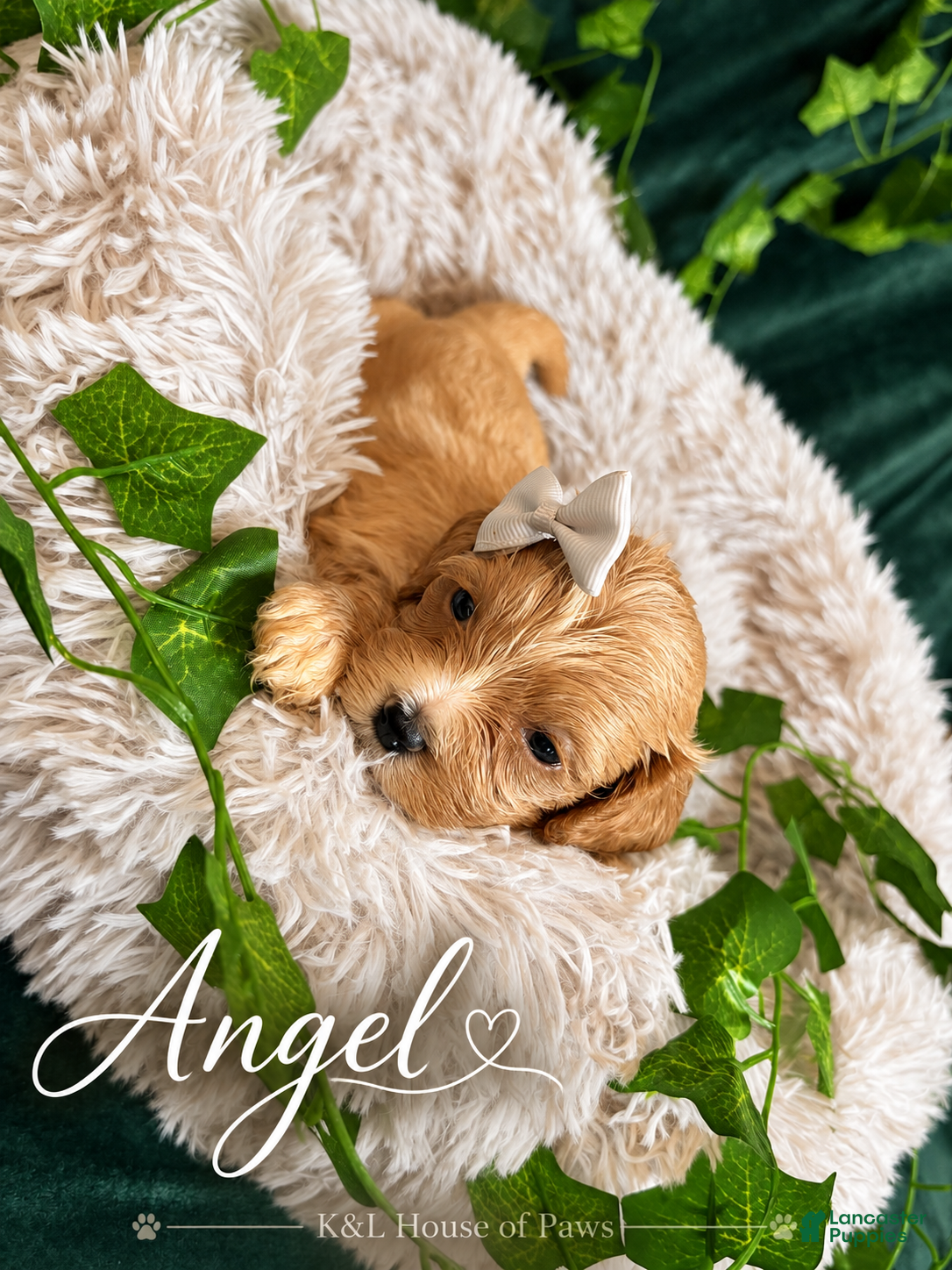Maltipoo dogs Angel - Ad 27