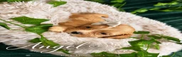 Maltipoo dogs for sale: Angel - Ad 1