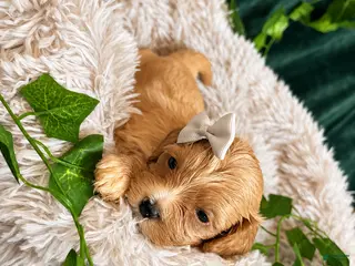 Maltipoo dogs Angel - Ad 28
