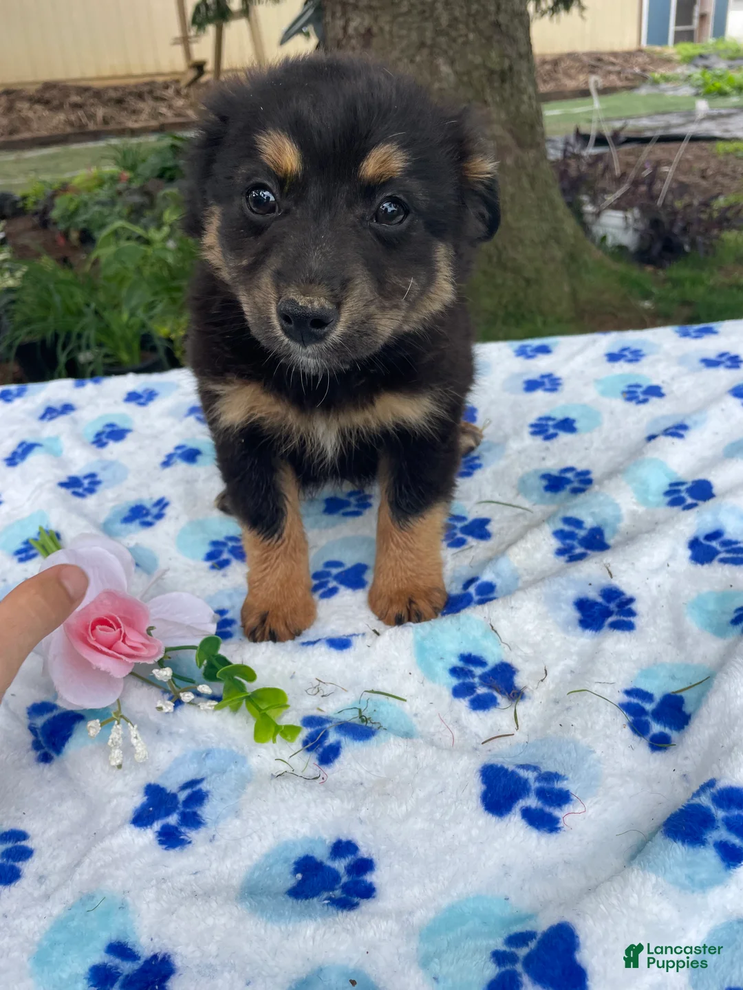 Toy Australian Shepherd dogs for sale: Bingo - Ad 2
