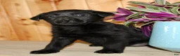 Labrador Retriever dogs for sale: Nola - Ad 7