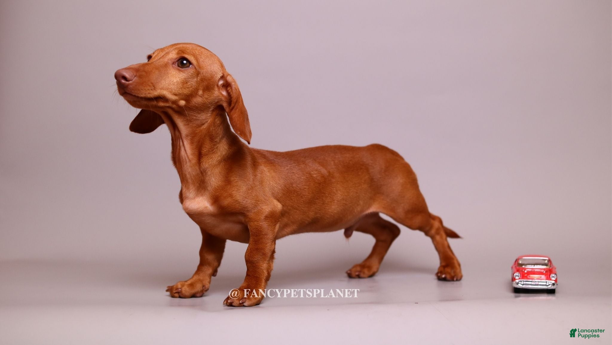 Miniature Dachshund dogs Chip from Disney  - Ad 2