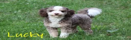 Mini Bernedoodle dogs for sale: Charlie - Ad 13