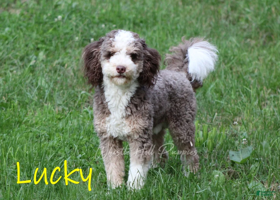 Mini Bernedoodle dogs for sale: Charlie - Ad 13