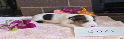 Wire Fox Terrier dogs for sale: (June) Wire Fox Terrier 4 - Ad 11