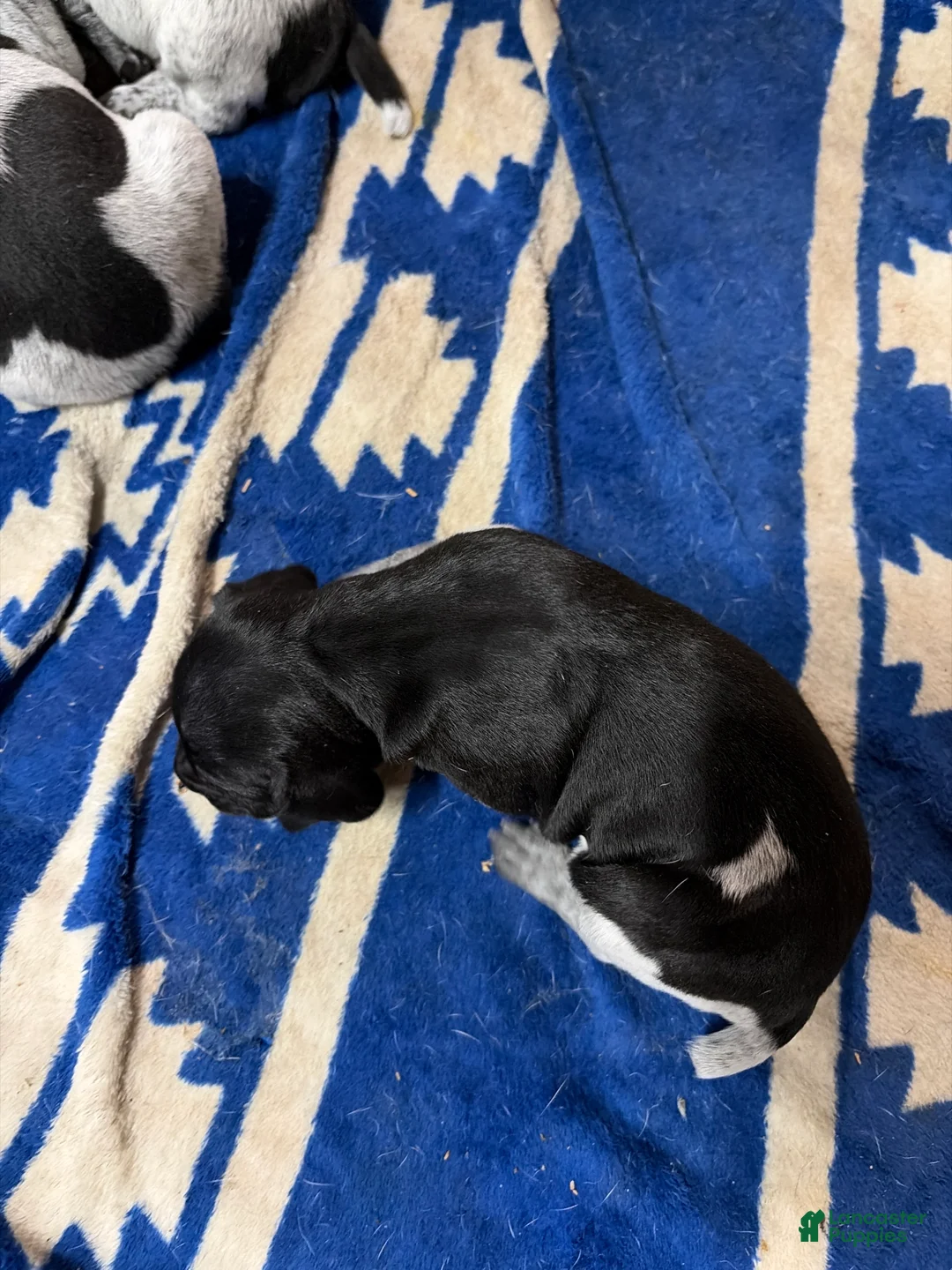 German Shorthaired Pointer dogs for sale: German Shorthaired Pointer 7 - Ad 1