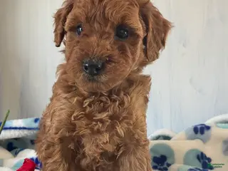 Toy Poodle dogs Rusty - Ad 36