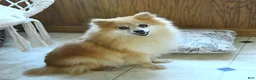 Pomeranian dogs for sale: Louie - Ad 6