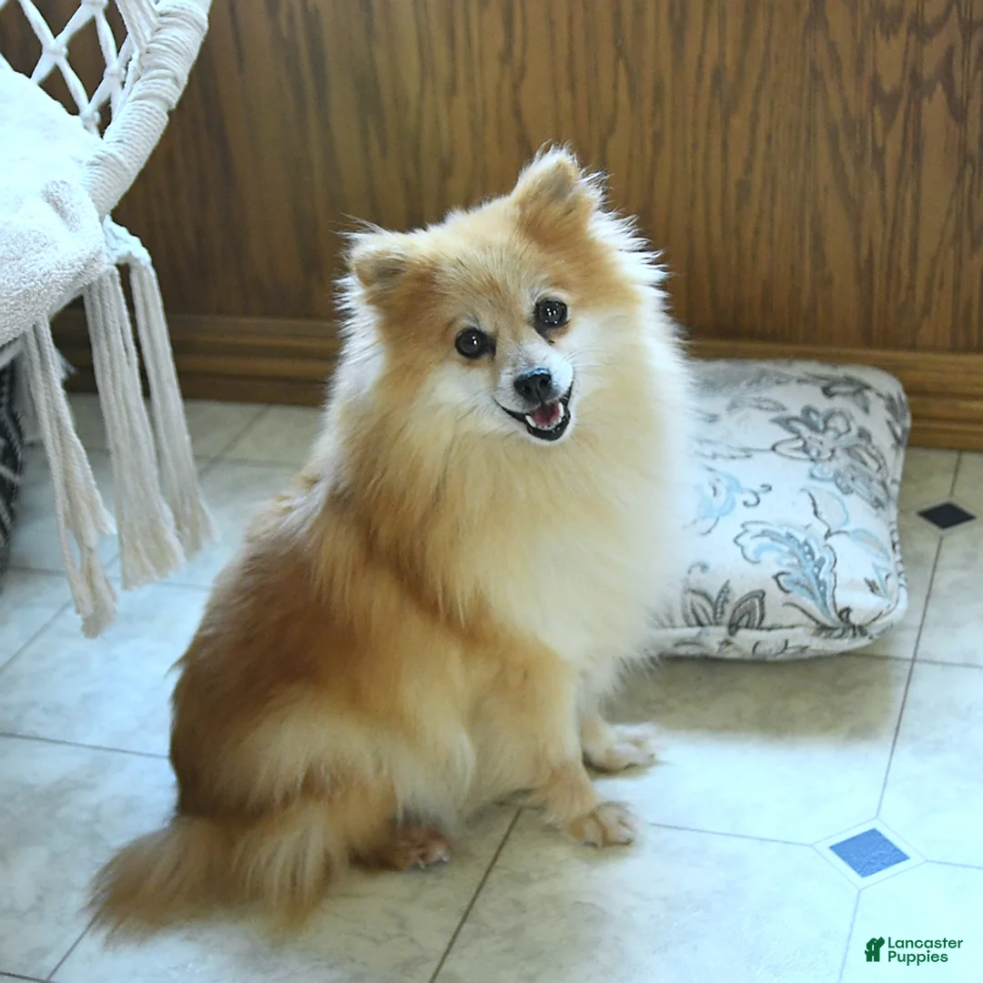 Pomeranian dogs for sale: Louie - Ad 6