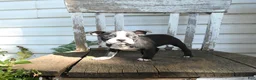 Boston Terrier dogs for sale: Clara - Ad 2