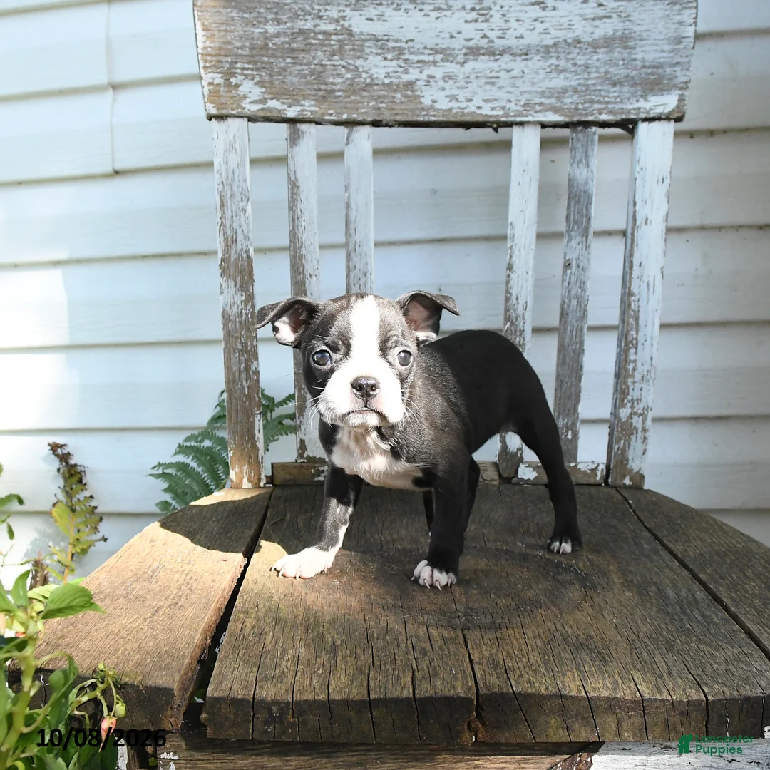 Boston Terrier dogs for sale: Clara - Ad 2