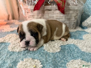 English Bulldog dogs English Bulldog Puppy 3 - Ad 40