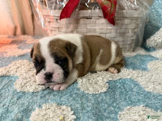 English Bulldog dogs English Bulldog Puppy 3 - Ad 12