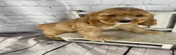 Cocker Spaniel dogs for sale: Koda - Ad 5