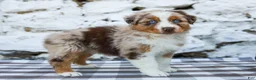 Australian Shepherd dogs for sale: Mindy - Ad 8