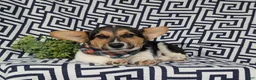 Welsh Corgi Pembroke dogs for sale: Blake - Ad 8