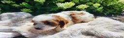 Cavapoo dogs for sale: Ralph  - Ad 6