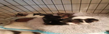 Chihuahua 4
