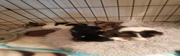 Chihuahua dogs for sale: Chihuahua 4 - Ad 1