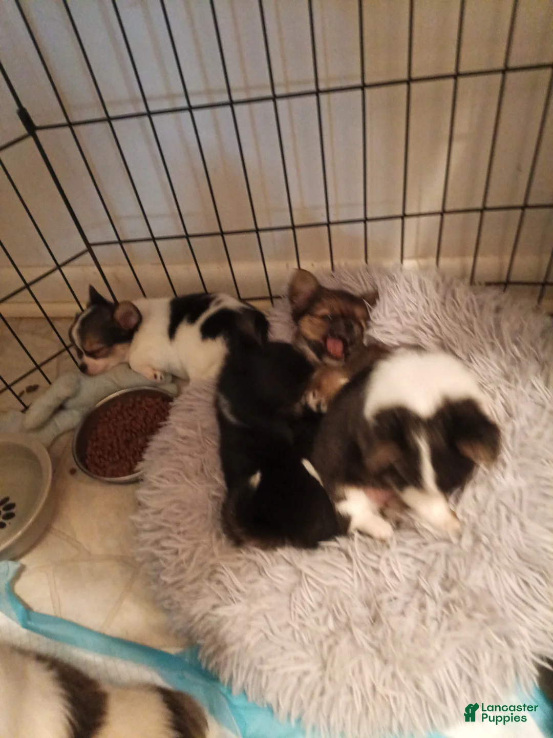 Chihuahua dogs for sale: Chihuahua 4 - Ad 1