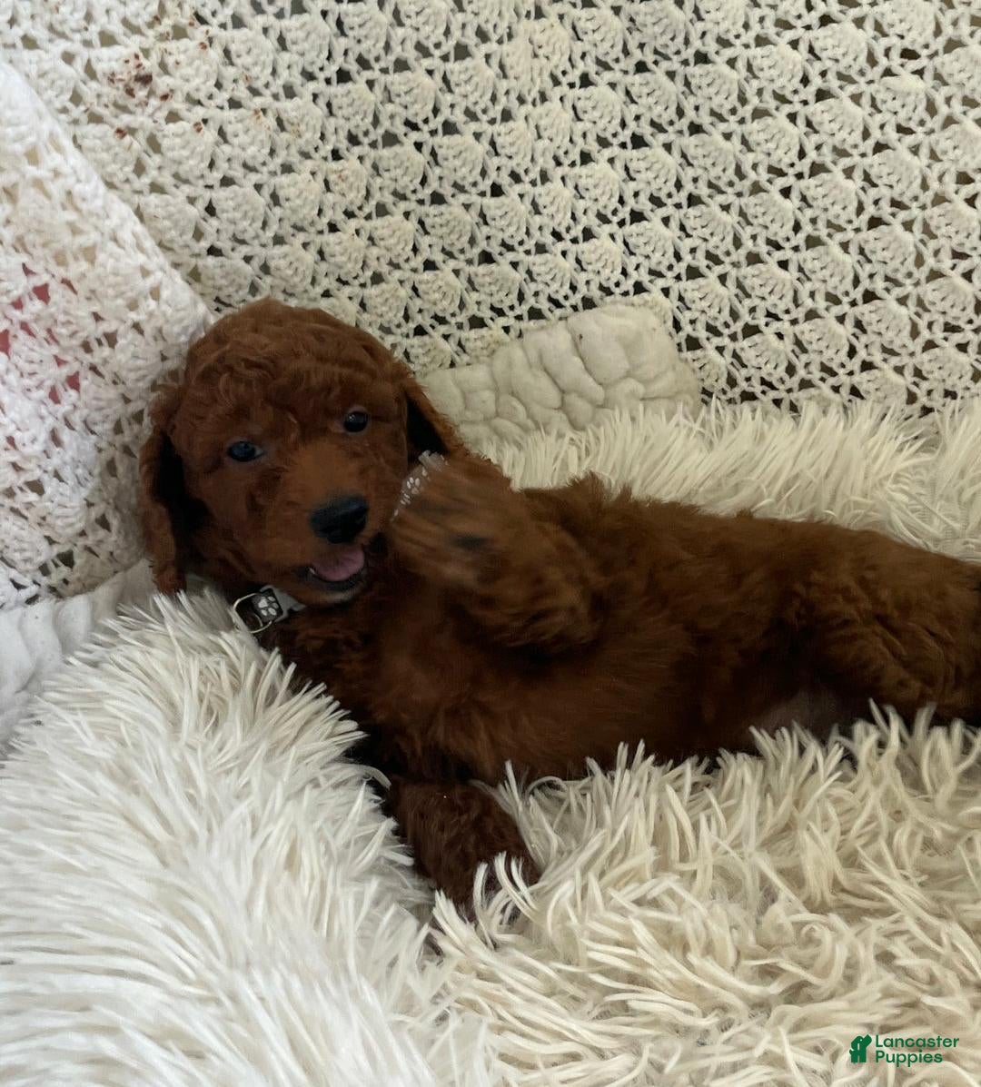 Cavapoo dogs for sale: Molly - Ad 16