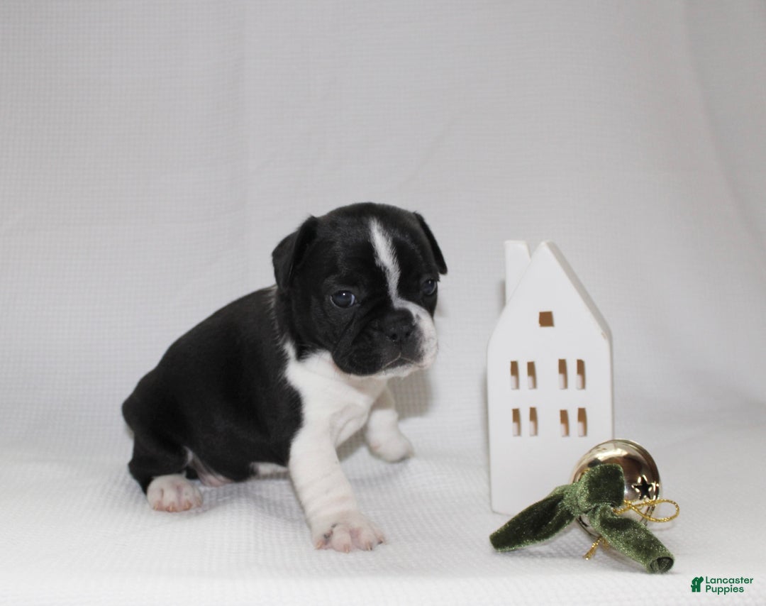 Frenchton dogs for sale: Maisy - Ad 4