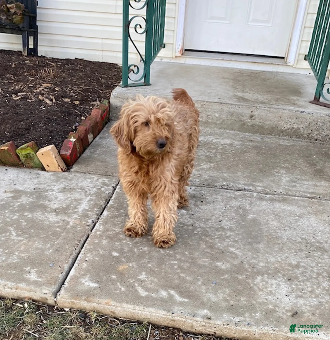 Mini Goldendoodle dogs for sale: Denver - mini/medium - Ad 3