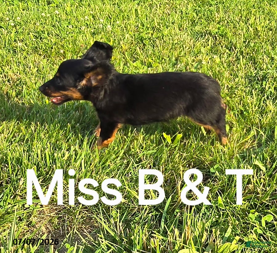 Dachshund dogs Miss B and T - Ad 2