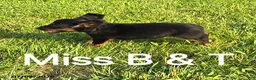 Dachshund dogs for sale: Miss B and T - Ad 2