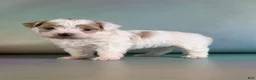 Maltipoo dogs for sale: Mater - Ad 6