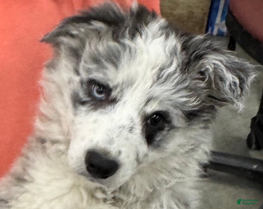 Border Collie dogs for sale: Border Collie 2 - Ad 1