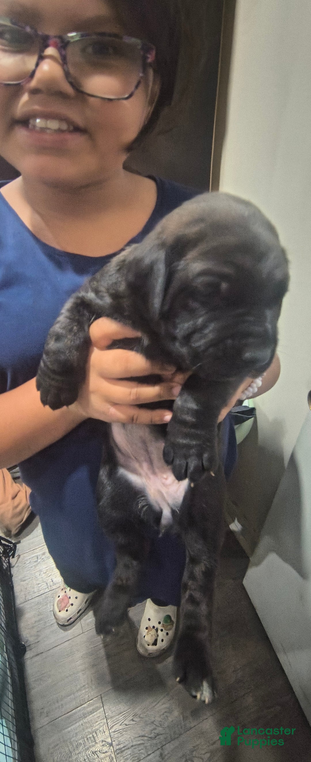 Mixed Breed dogs for sale: Mixed Breed Puppy 5 - Ad 1