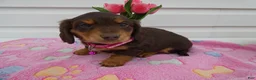 Miniature Dachshund dogs for sale: Miniature Dachshund Puppy 1 Daffney - Ad 3