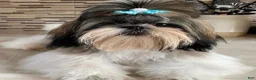 Shih Tzu dogs for sale: James - Ad 11