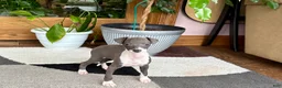 Italian Greyhound dogs for sale: Anna  - Ad 6