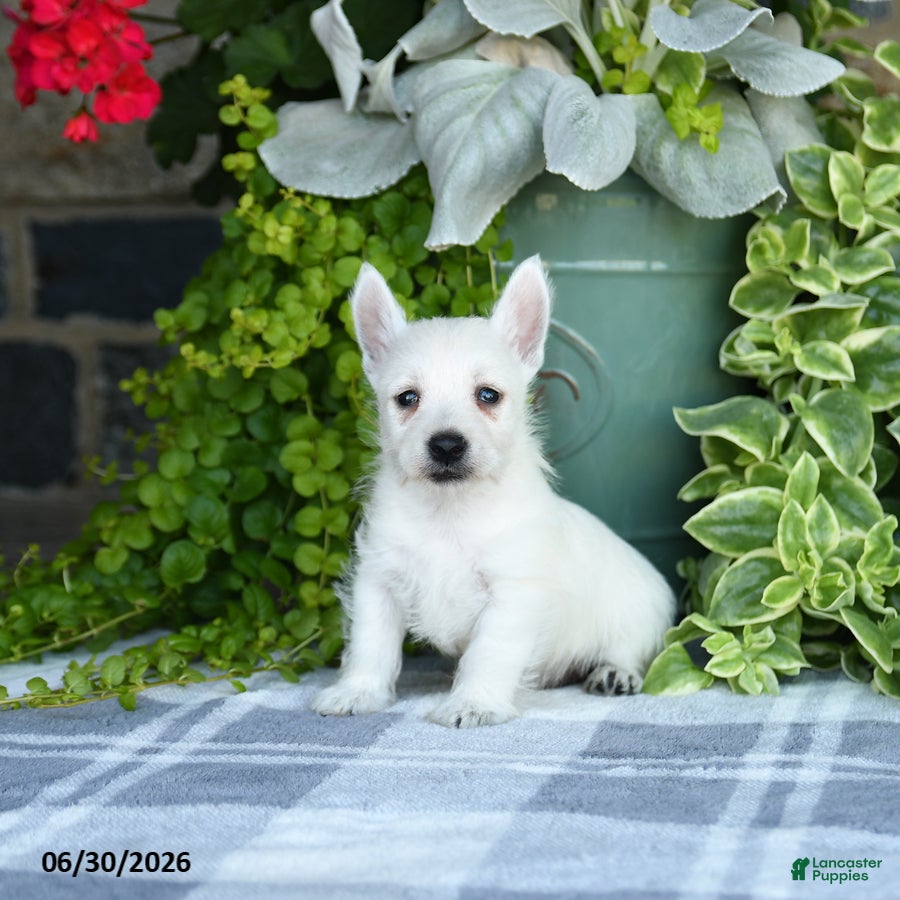 West Highland Terrier dogs for sale: Anson - Ad 4