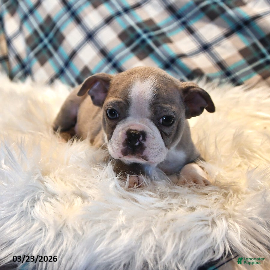 Boston Terrier dogs Dallas - Ad 1