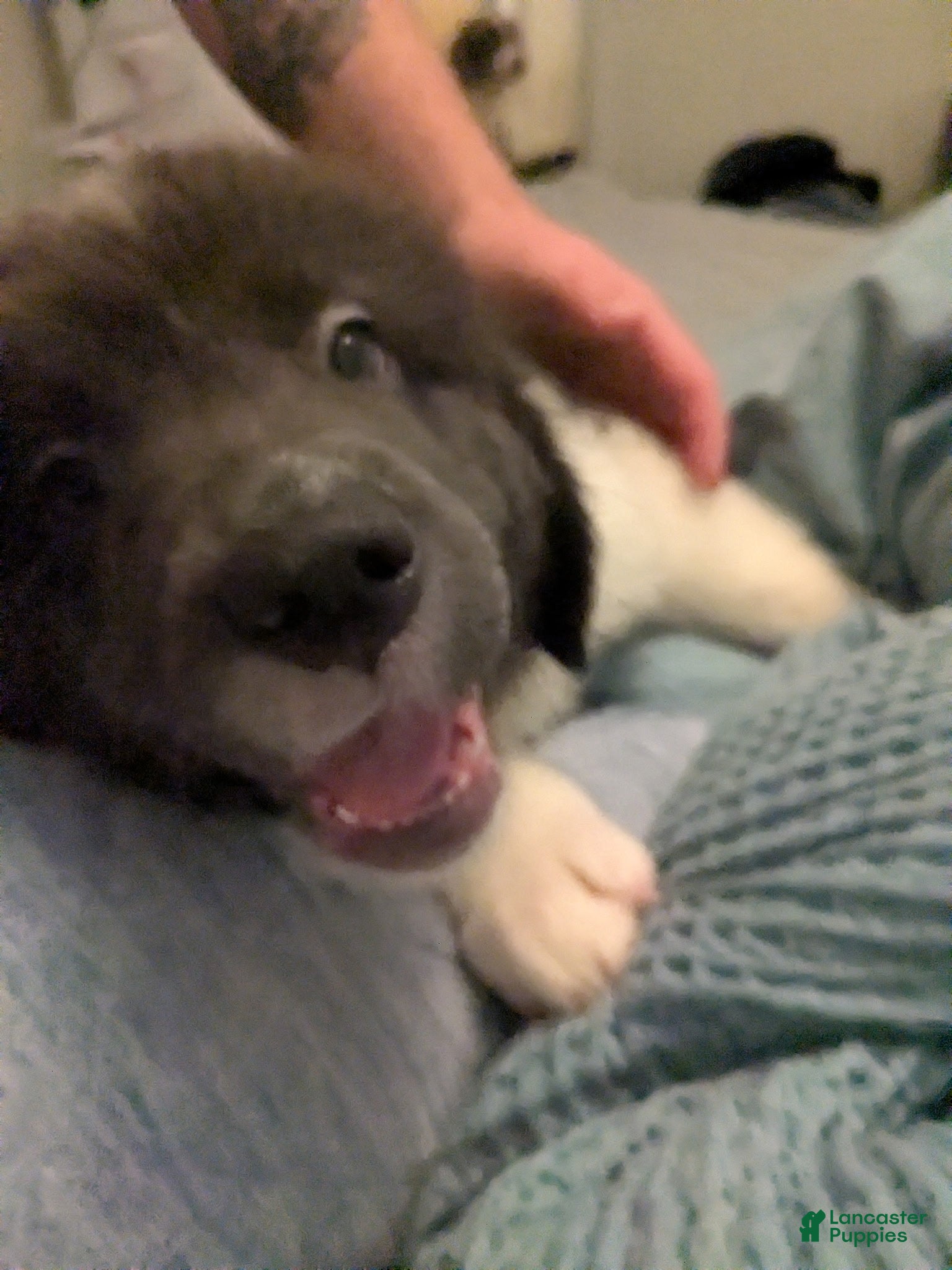 Newfoundland dogs Klondike - Ad 39