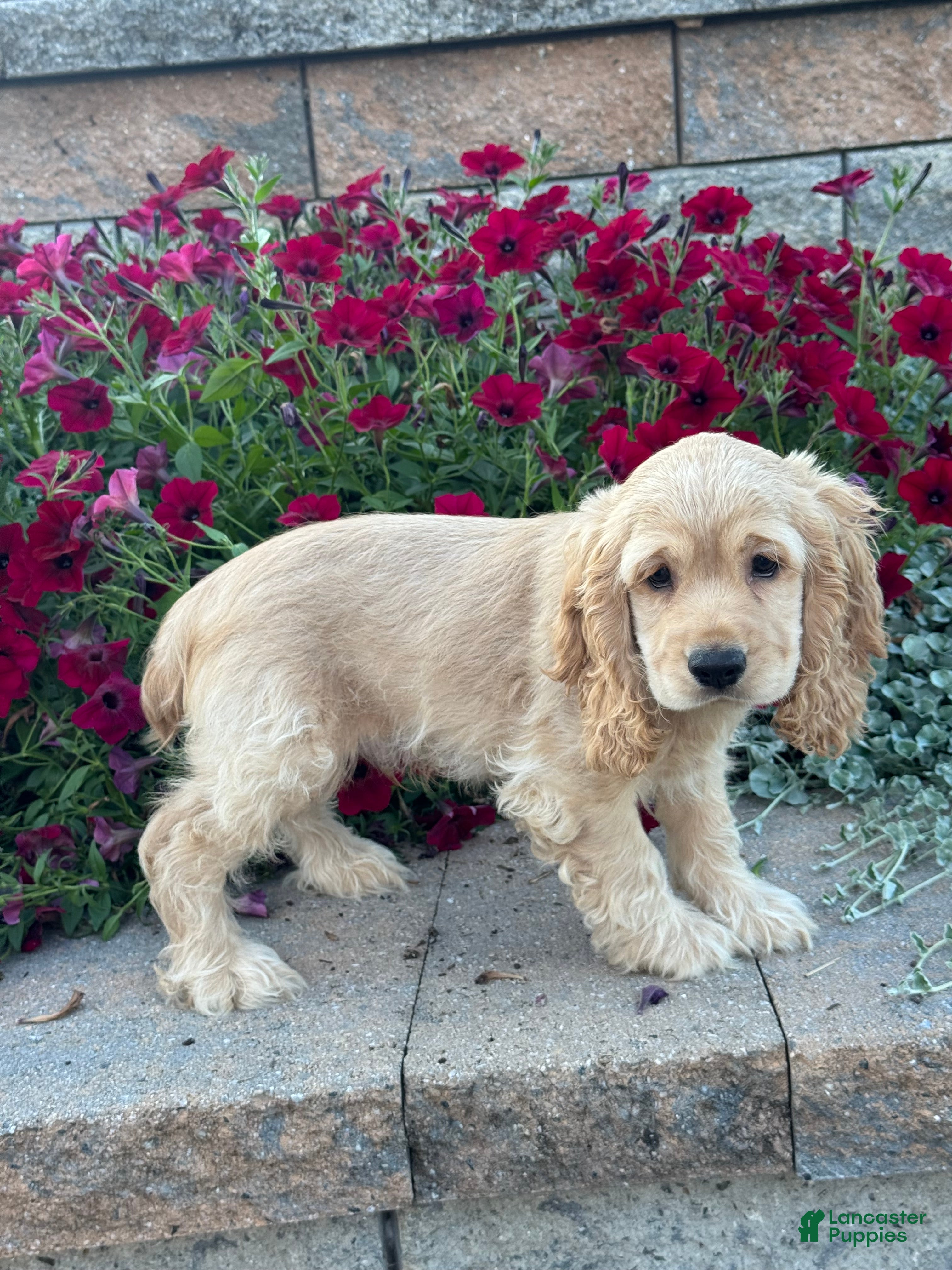 Cocker Spaniel dogs Captain - Ad 30