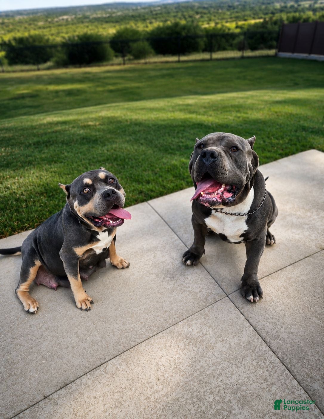 American Bully dogs Aspen - Ad 2
