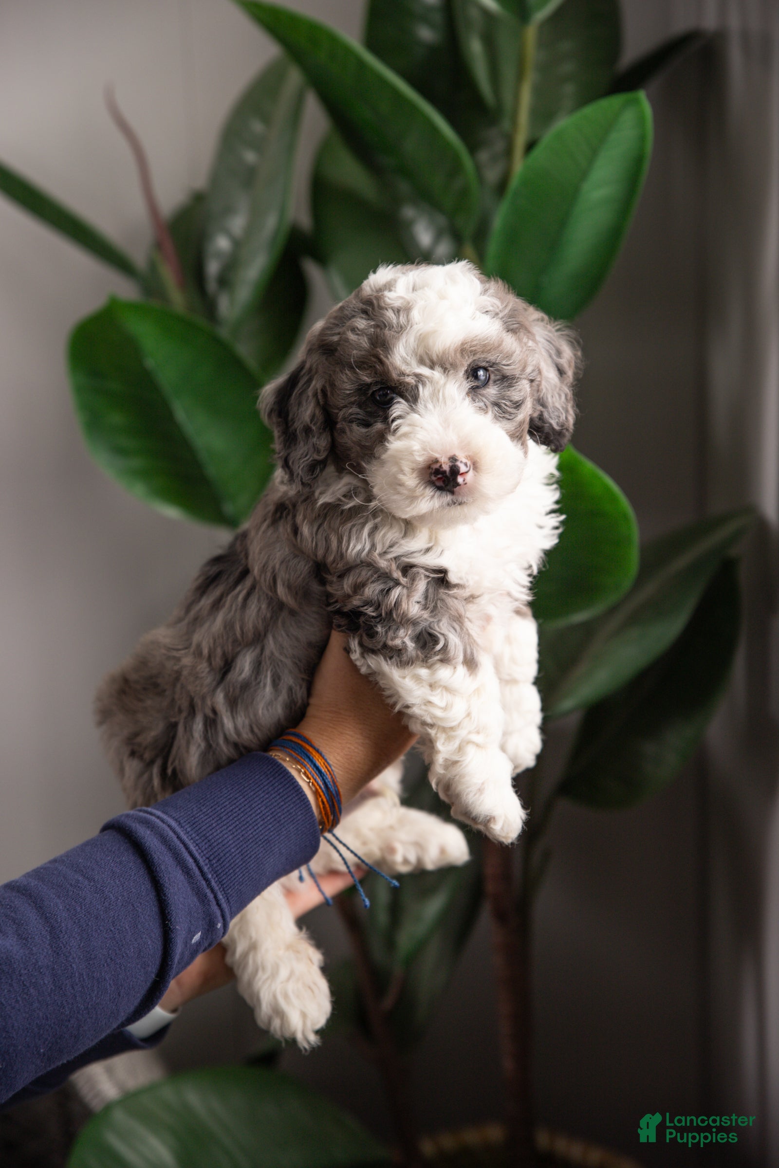 Mixed Breed dogs Patriot - Ad 1