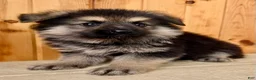 Mixed Breed dogs for sale: MINI Fido - Ad 5