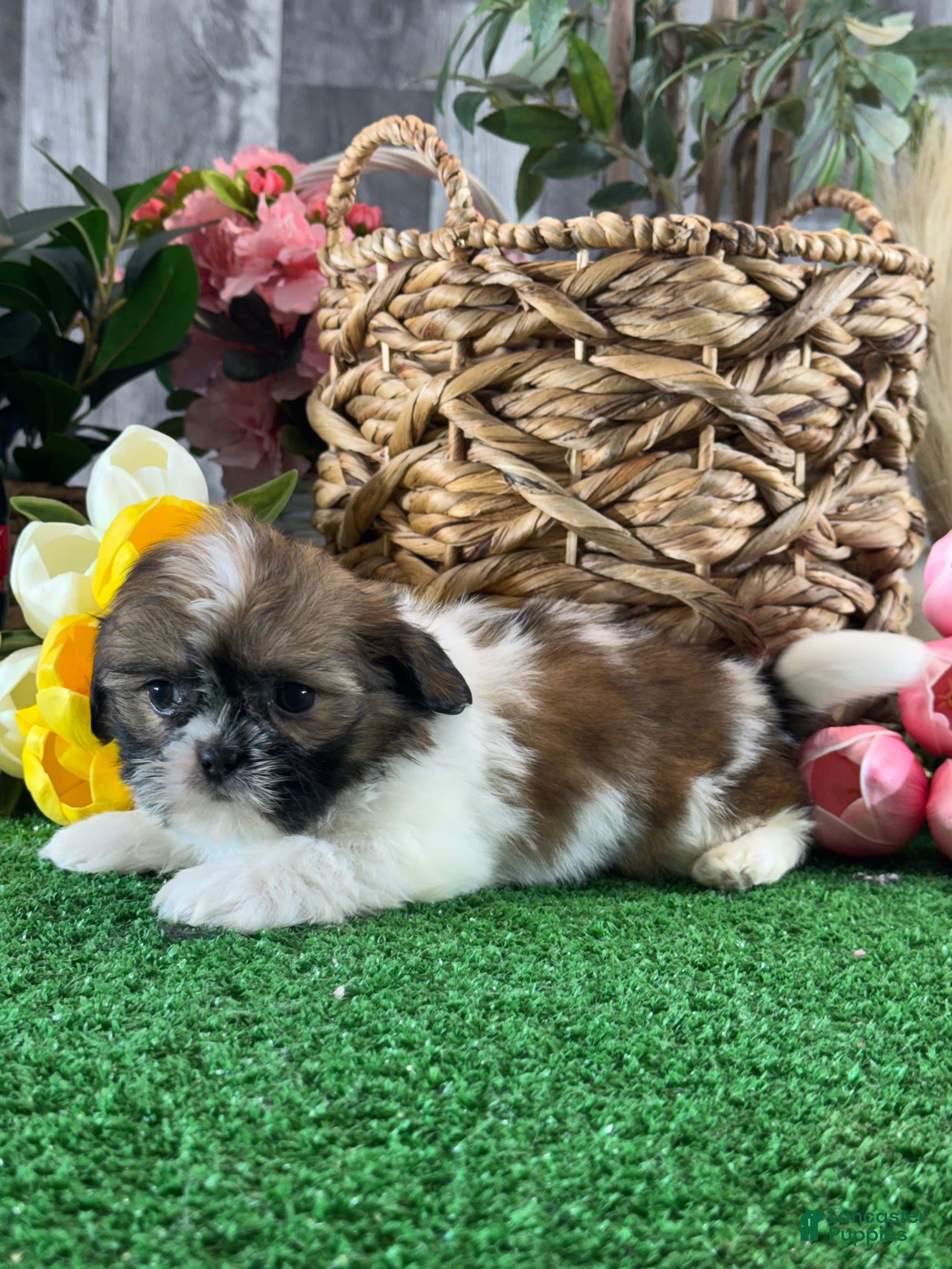 Shih Tzu dogs for sale: Sally🌭 - Ad 5
