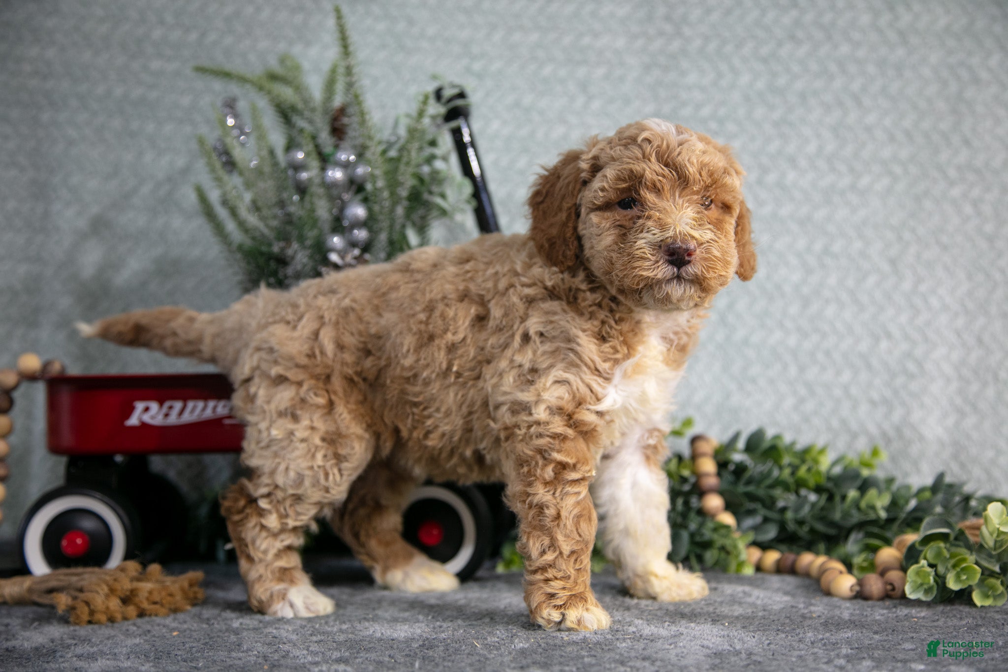 Miniature Poodle dogs Sarah - Ad 2